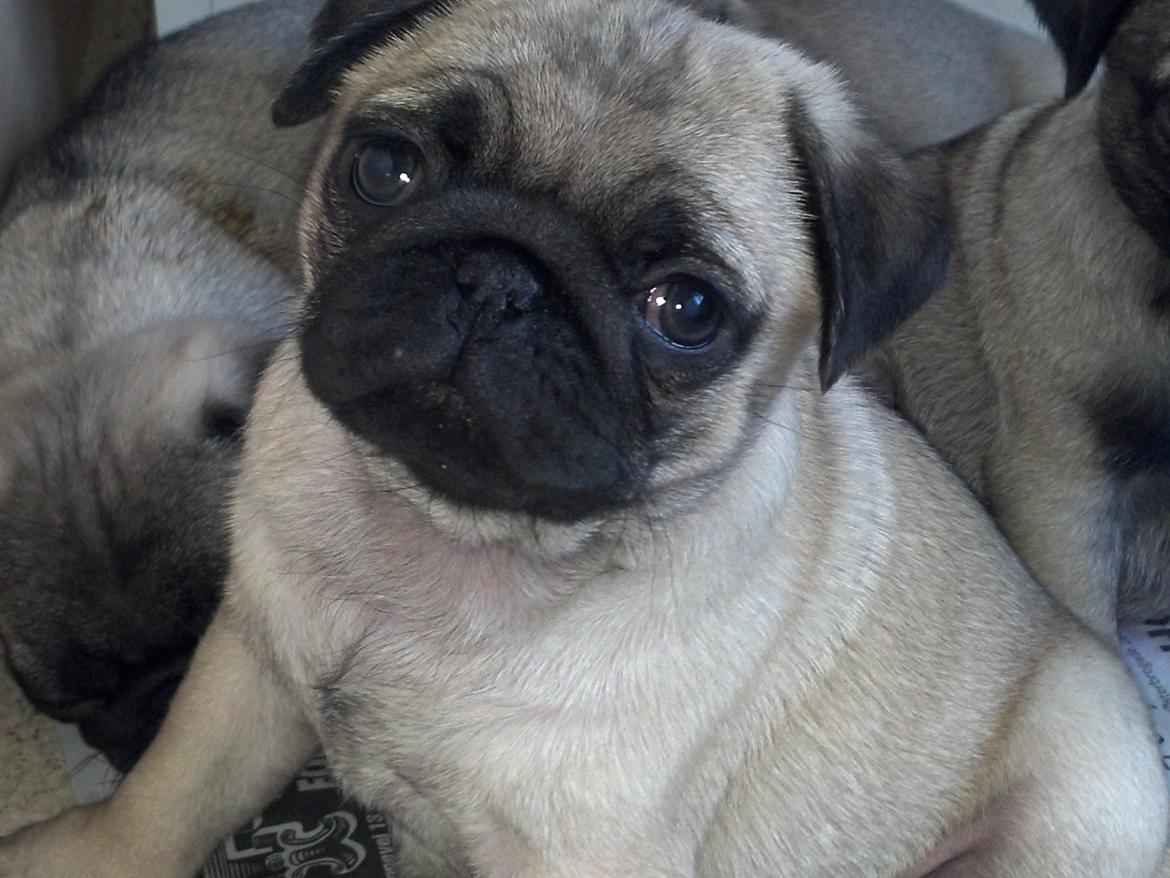 Mops Chanel billede 9