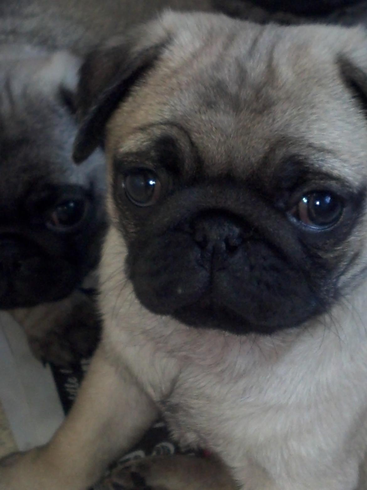 Mops Chanel billede 10