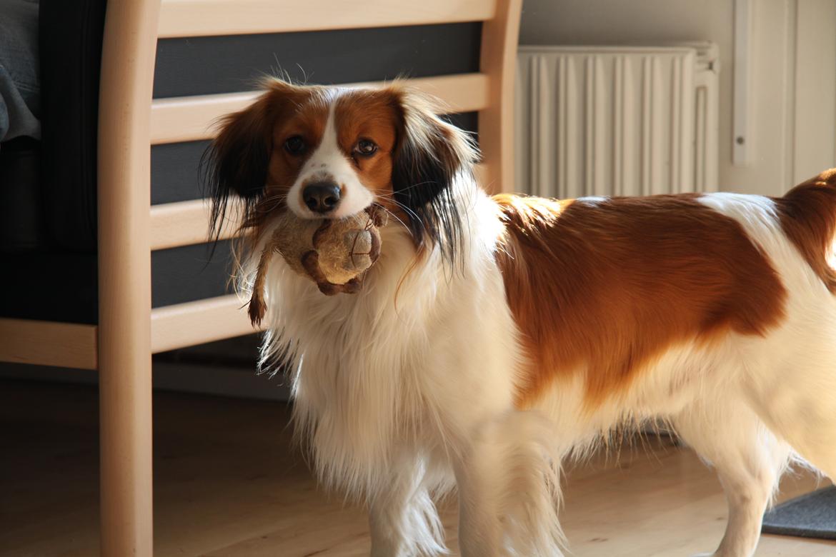 Kooikerhondje | Hector, Dansk Champion. billede 16