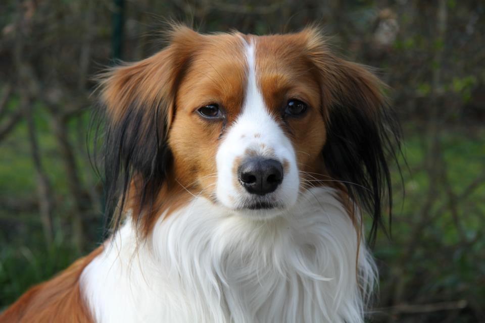 Kooikerhondje | Hector, Dansk Champion. billede 17