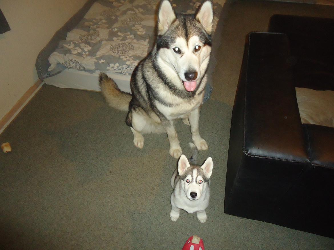 Siberian husky Shiro - Shiro og hans "storebror" Deamon billede 15
