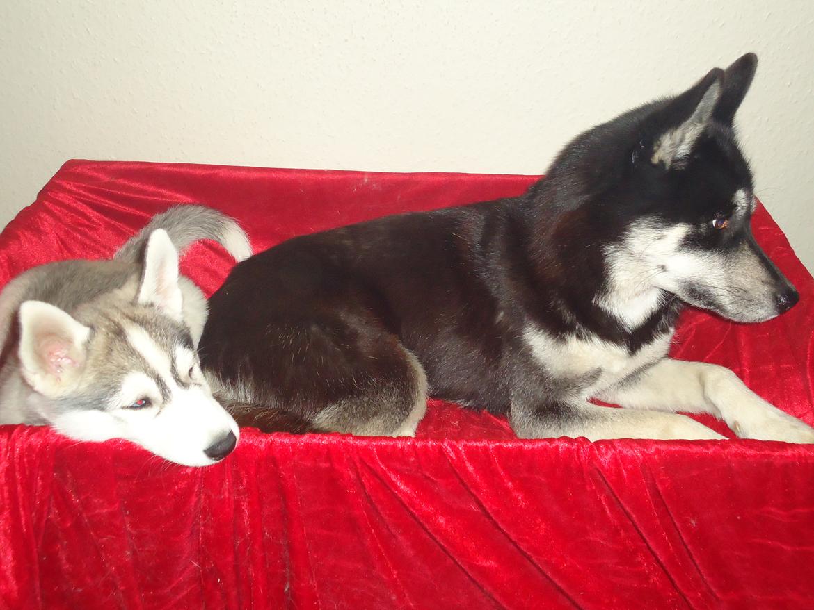 Siberian husky Shiro - Shiro putter sammen med Gaia ! (: billede 16