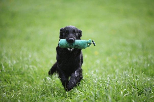 Flat coated retriever Flatrunner Faithful Floyd - Floyd´s smukke mor Chloe billede 17