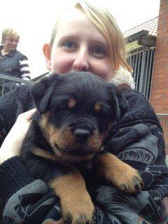 Rottweiler Laica - På besøg i Tyskland hos kennel Herrenholz. Laica og Rebecca billede 1