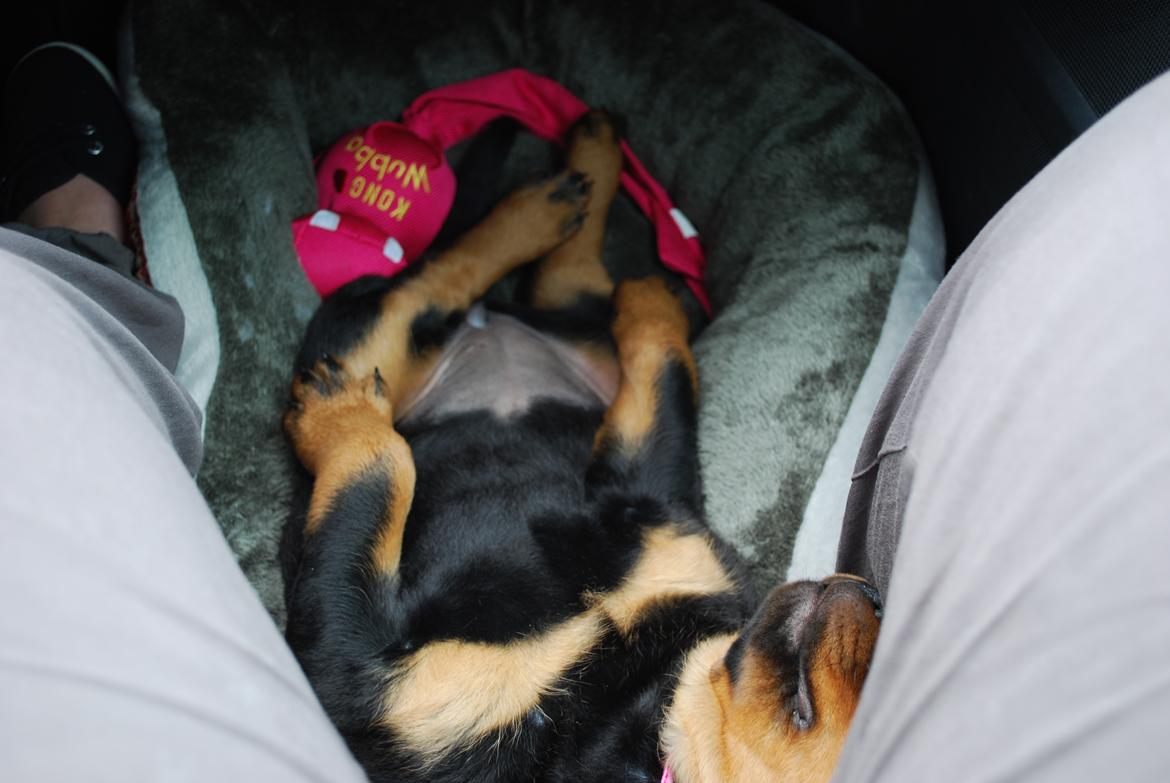 Rottweiler Laica - Lige en lille afslappet lur på turen fra Tyskland og til Danmark billede 3