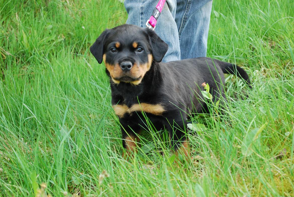 Rottweiler Laica - Luftning ved motorvej på vej hjem. billede 4