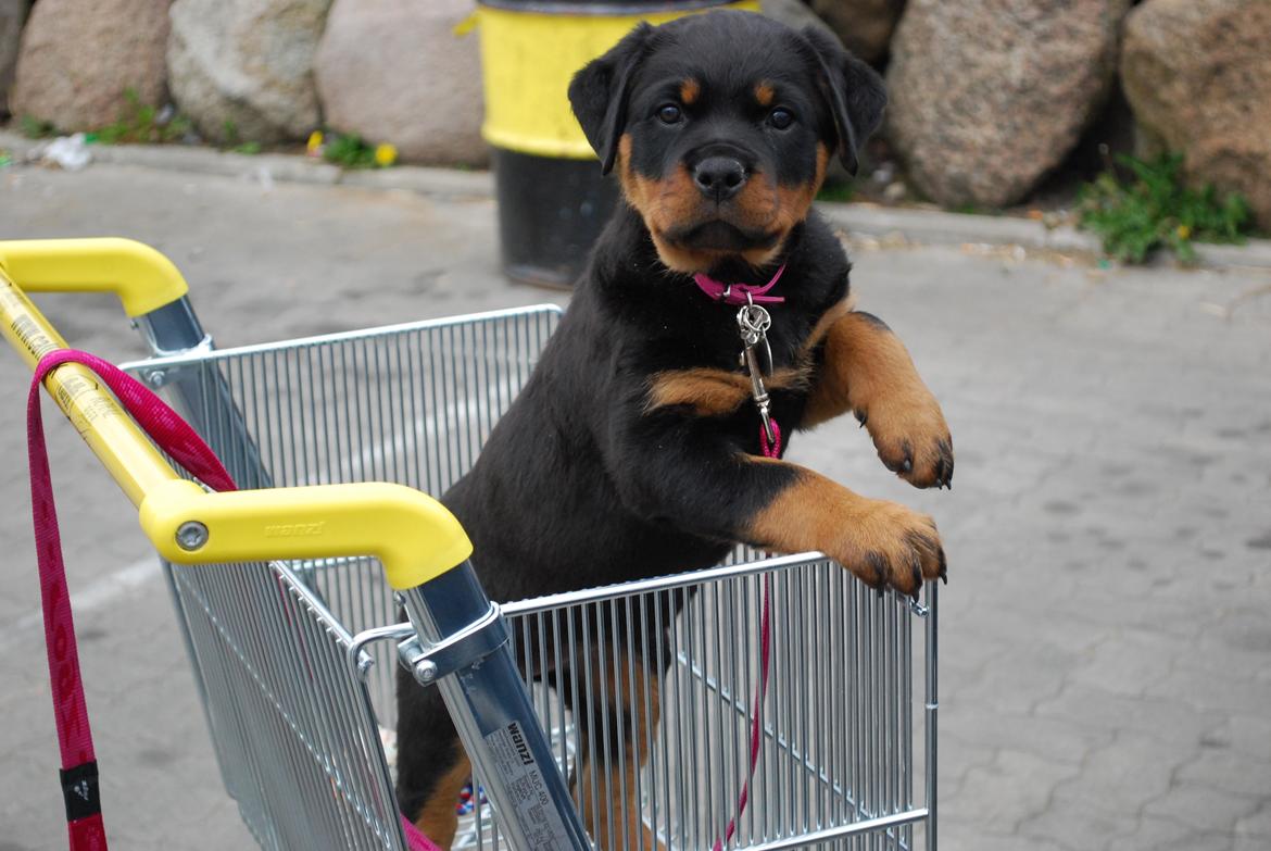 Rottweiler Laica - Lidt styr på damen ved stoppet ved calle.  billede 5