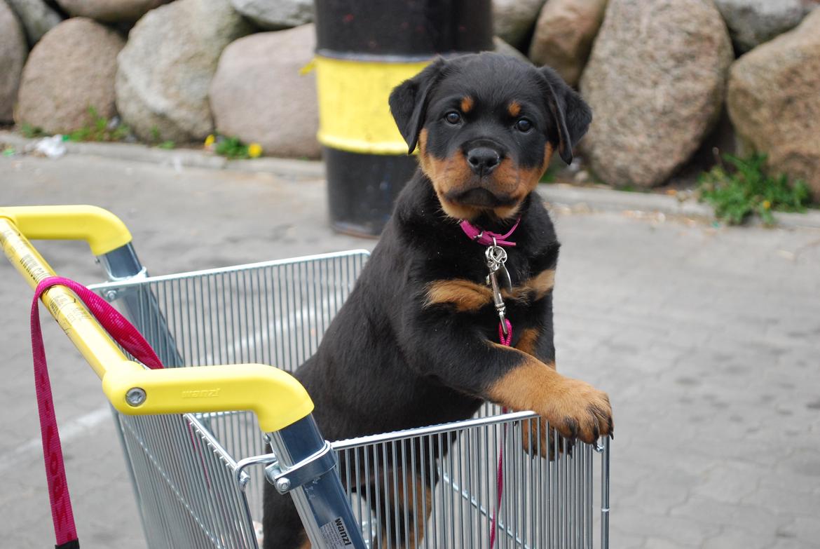 Rottweiler Laica - stadig "fanget"... billede 6