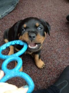 Rottweiler Laica - dejligt lige hvor det klør. billede 7