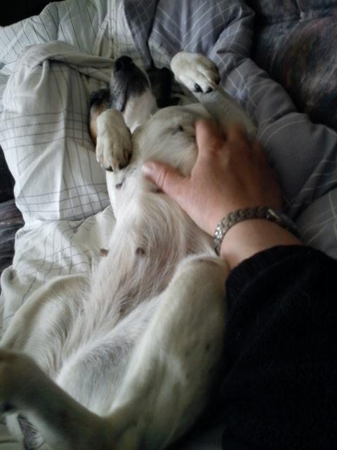 Blanding af racer Tøsen - Uuhhmmmm... Nusses af mor - elsker det... billede 5