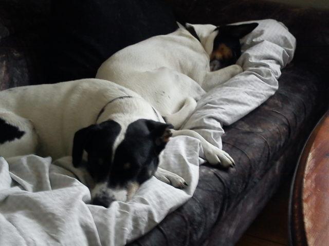 Blanding af racer Tøsen - Elsker at sove og putte med min allerbedste ven, Vappe :) billede 6