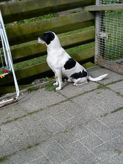 Blanding af racer Vappe - Tjekker situationen,det`jo vigtigt... billede 6