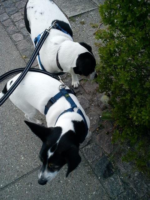 Blanding af racer Vappe billede 7