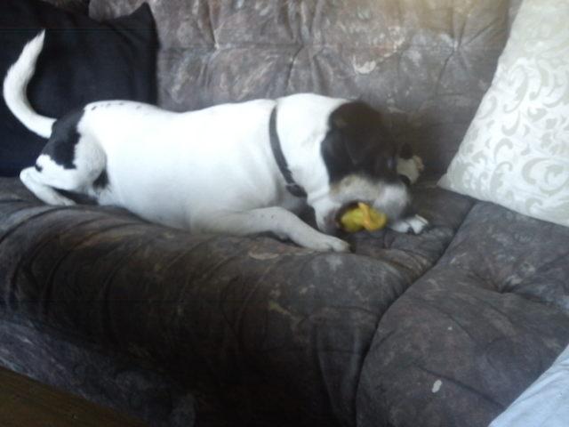 Blanding af racer Vappe billede 8