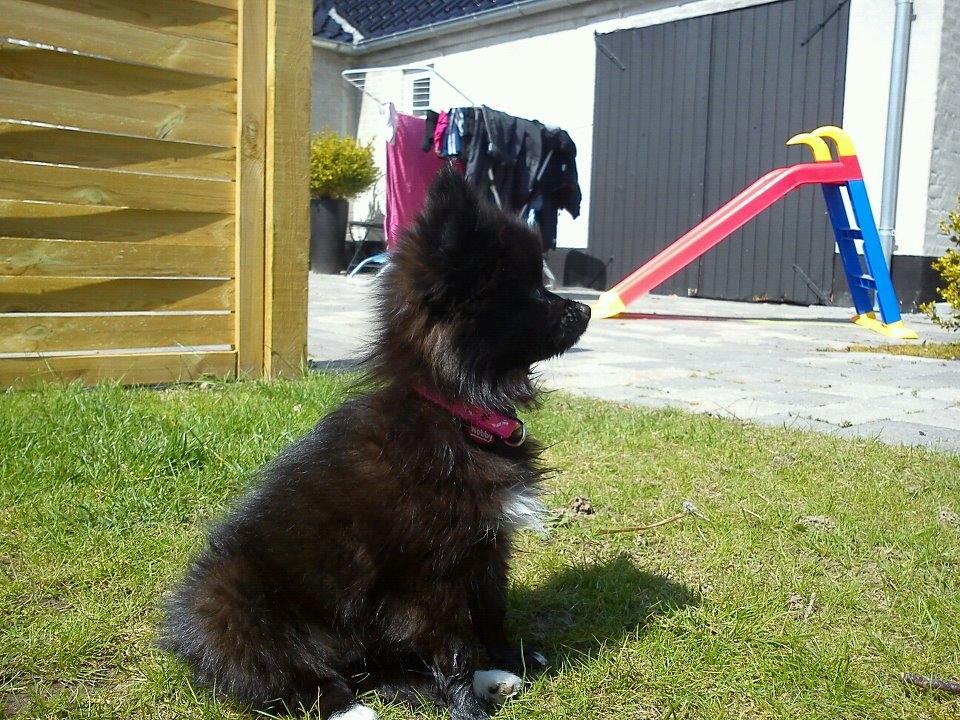 Blanding af racer **Pomeranian/Papillion**    Malou - Søøøøød hund!<3 billede 7