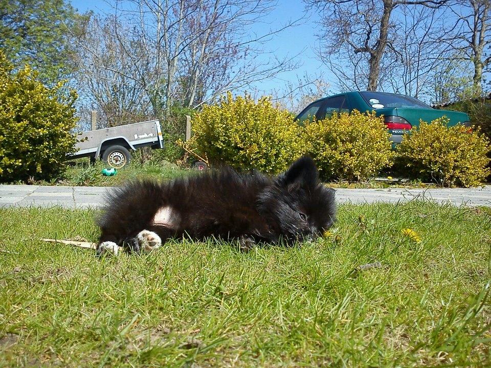 Blanding af racer **Pomeranian/Papillion**    Malou billede 8
