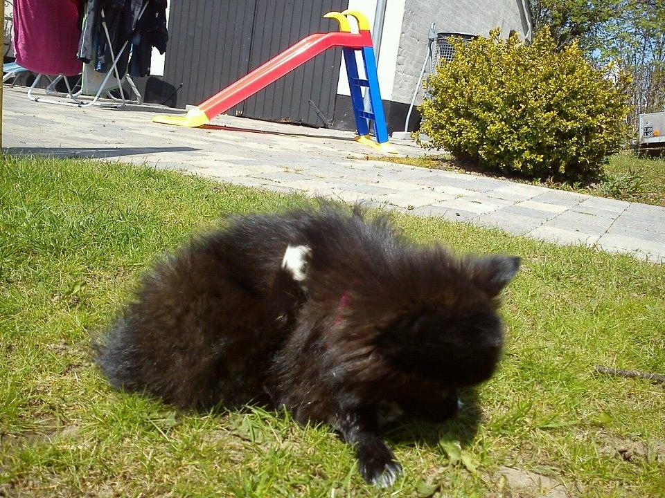 Blanding af racer **Pomeranian/Papillion**    Malou billede 9