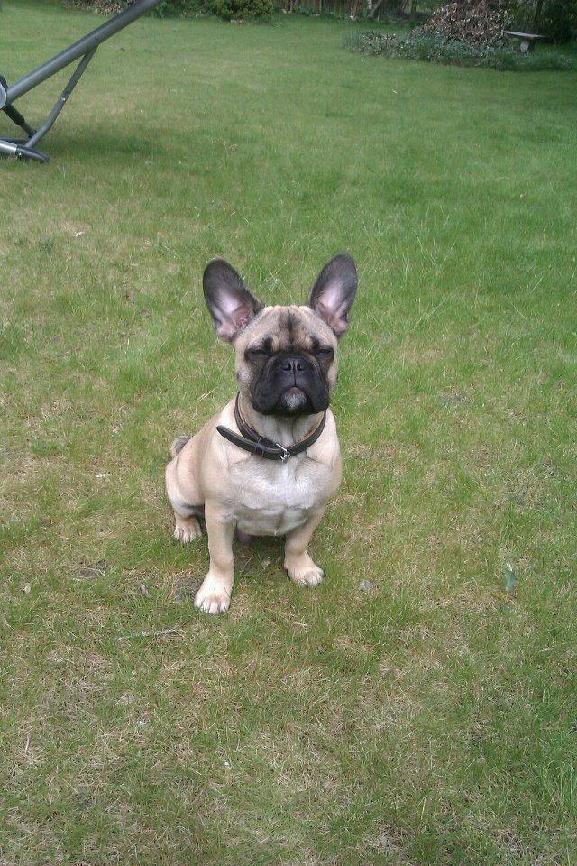 Blanding af racer Ludvig - Senest taget billed af Ludvig. rent held at begge øre står op :) billede 3