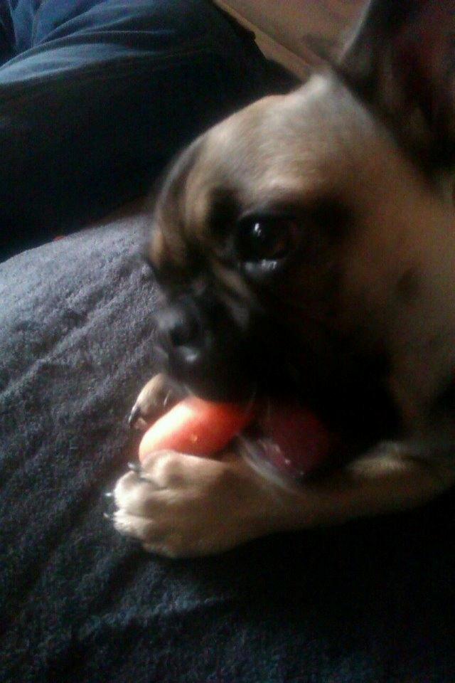 Blanding af racer Ludvig - Her var vi på besøg og lille Ludvig var gået en tur i køkkenet, et stykke tid efter kom han tilbage med en Gulerod :) billede 2