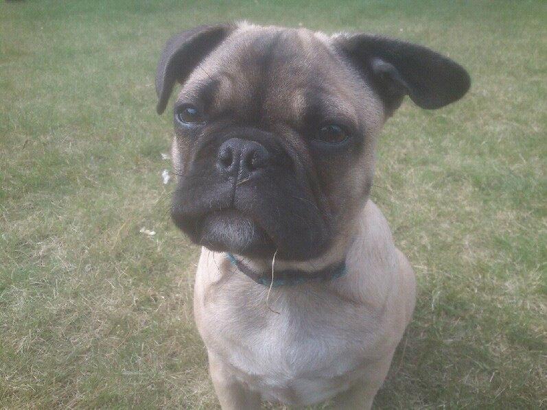 Blanding af racer Ludvig - Sidder der lidt i mundvigen ;) billede 4