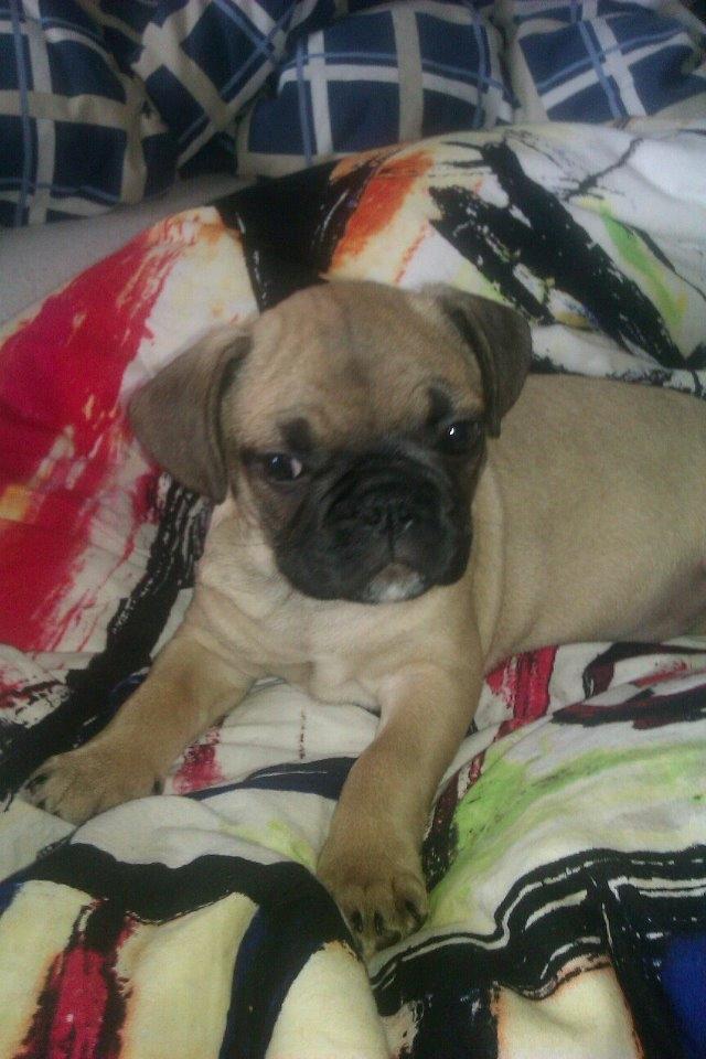 Blanding af racer Ludvig - Nogle dage efter vi havde fået den lille dreng hjem :) billede 7