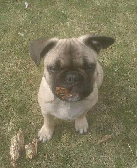 Blanding af racer Ludvig - Pind smager altid godt :) billede 5