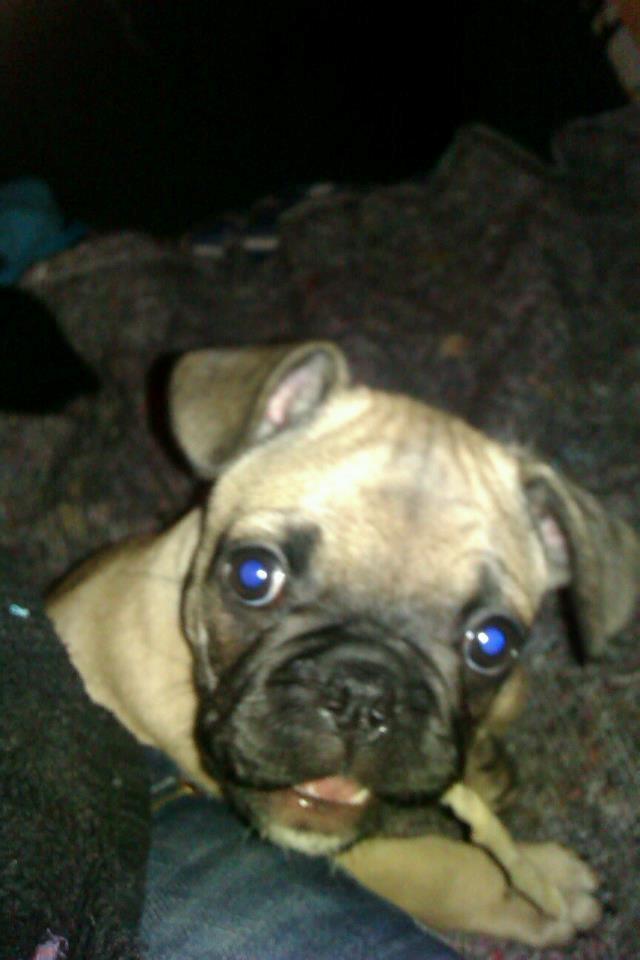 Blanding af racer Ludvig billede 6