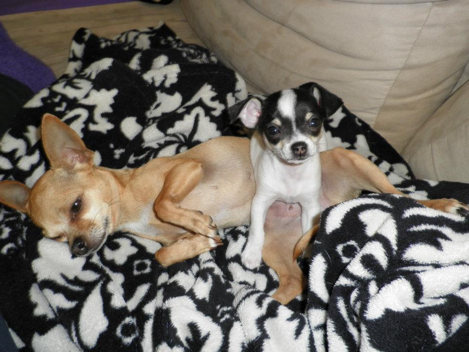 Chihuahua Kayla - Kayla sammen med Emmeli min anden Chihuahua. Her er Kayla 8 uger <3 billede 5
