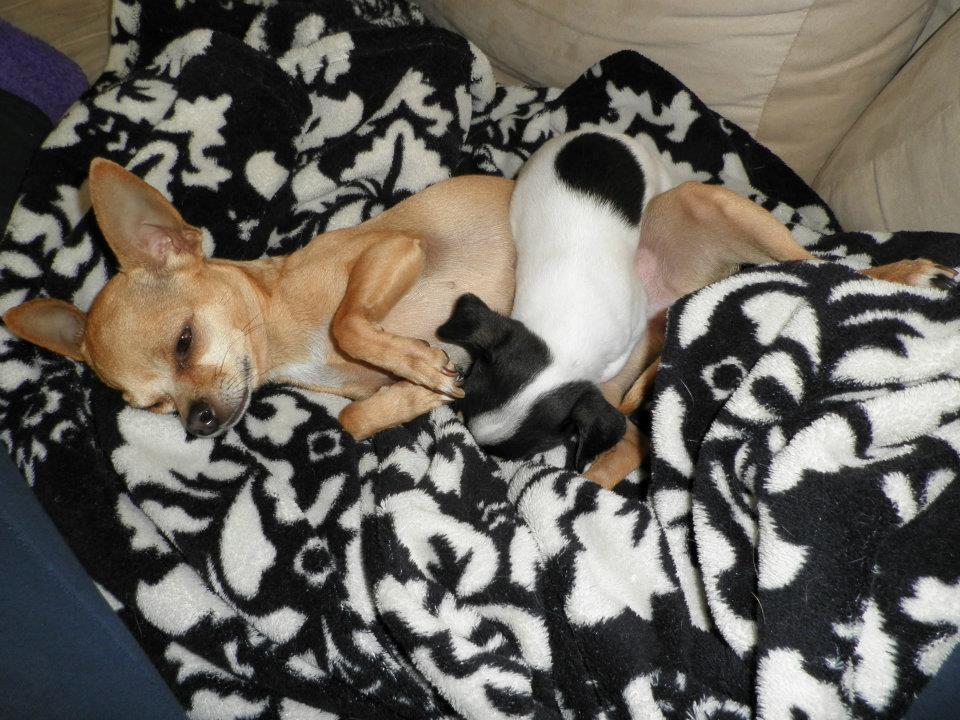Chihuahua Kayla - Kayla sammen med Emmeli min anden Chihuahua. Her er Kayla 8 uger <3 billede 6