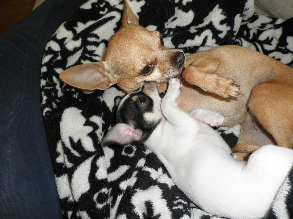 Chihuahua Kayla - Kayla sammen med Emmeli min anden Chihuahua. Her er Kayla 8 uger <3 billede 7