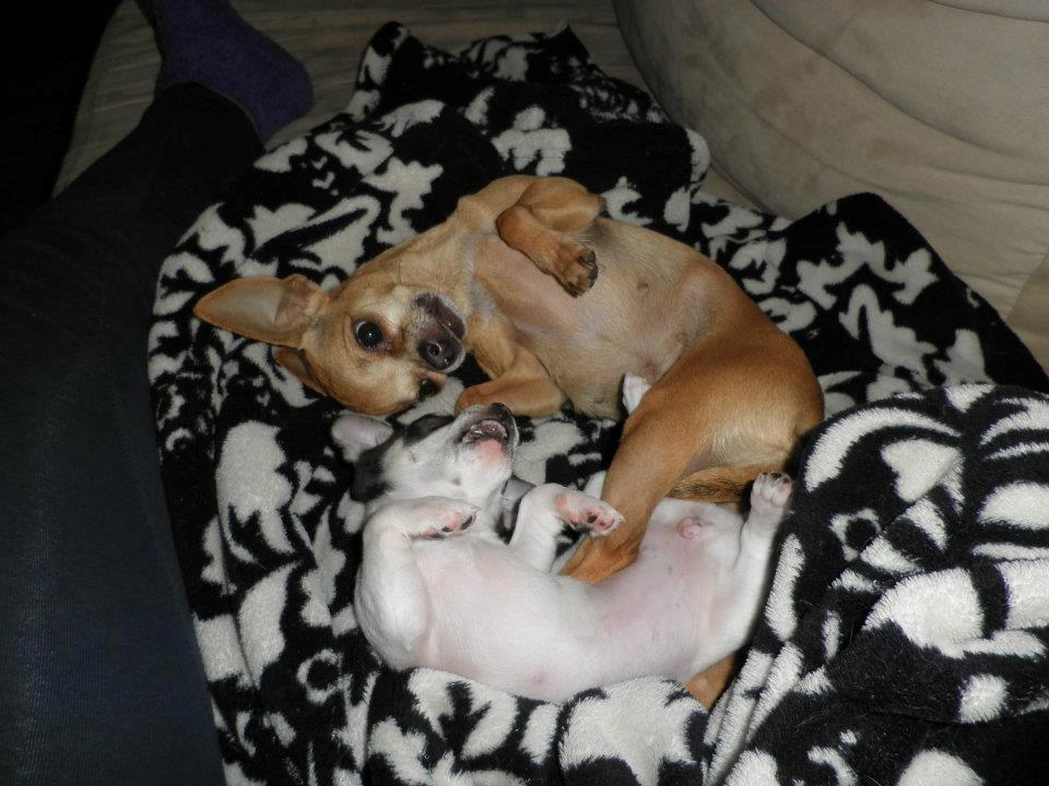 Chihuahua Kayla - Kayla sammen med Emmeli min anden Chihuahua. Her er Kayla 8 uger <3 billede 8
