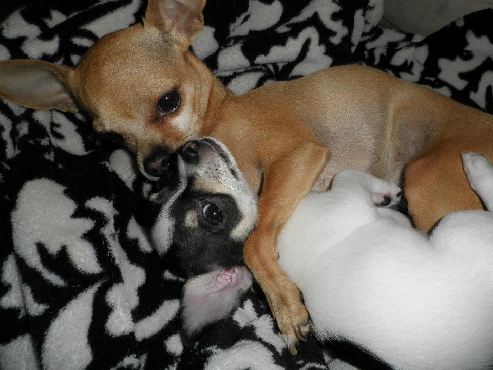 Chihuahua Kayla - Kayla sammen med Emmeli min anden Chihuahua. Her er Kayla 8 uger <3 billede 9