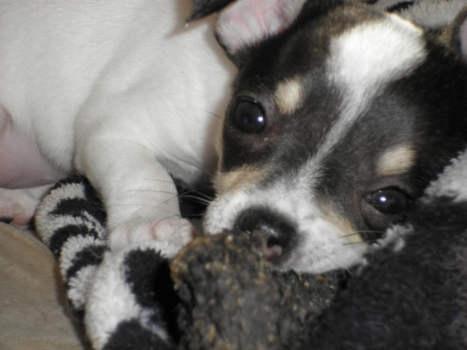 Chihuahua Kayla - 8 uger billede 4