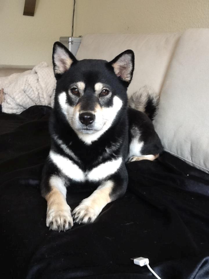 Shiba Toriyama's Aki (Akisha) billede 1