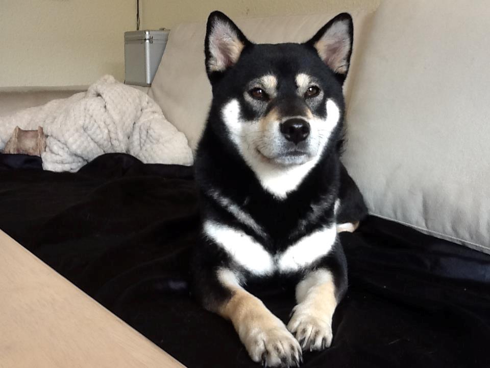 Shiba Toriyama's Aki (Akisha) billede 2