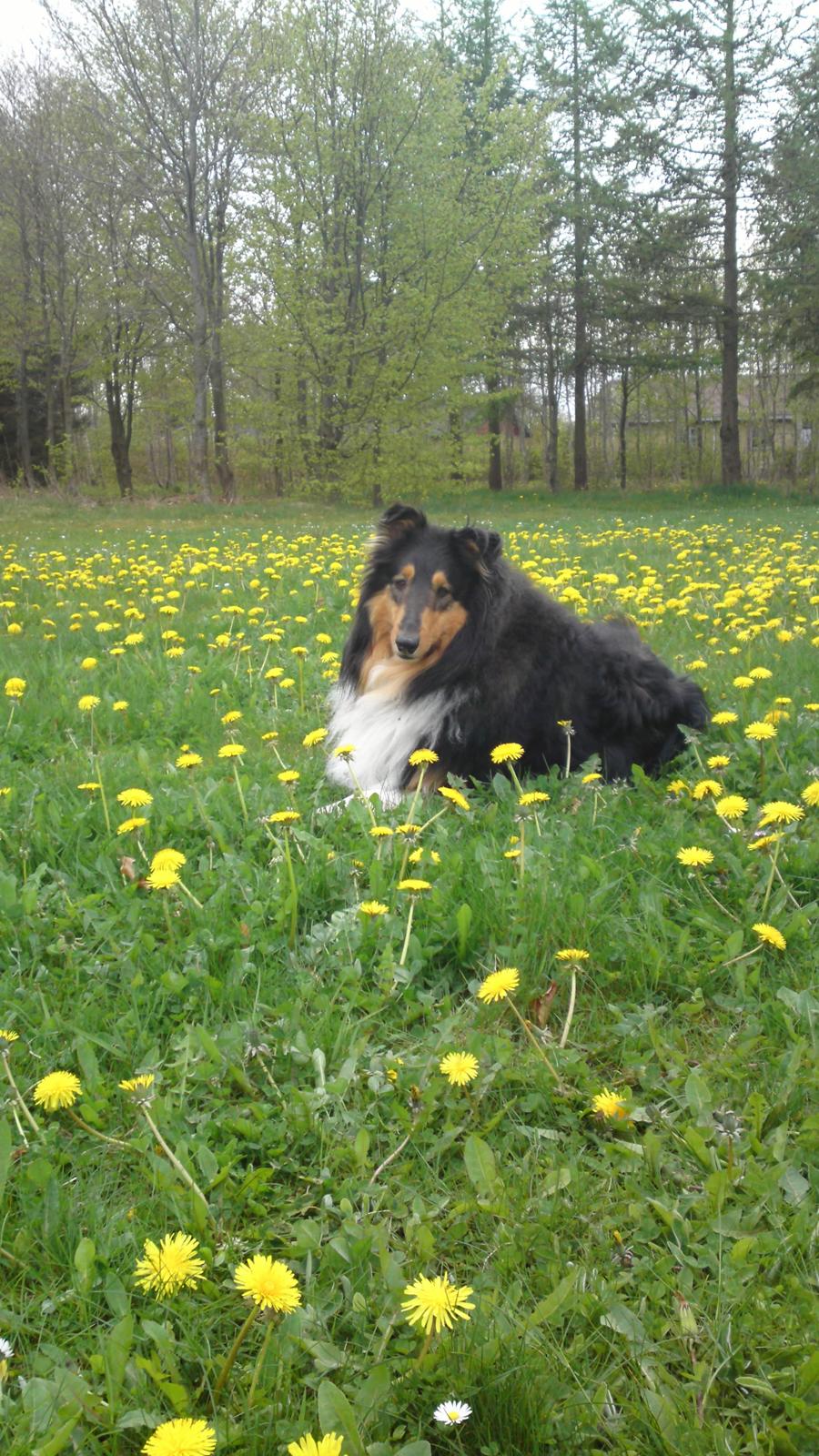 Collie langhåret Baloo billede 18