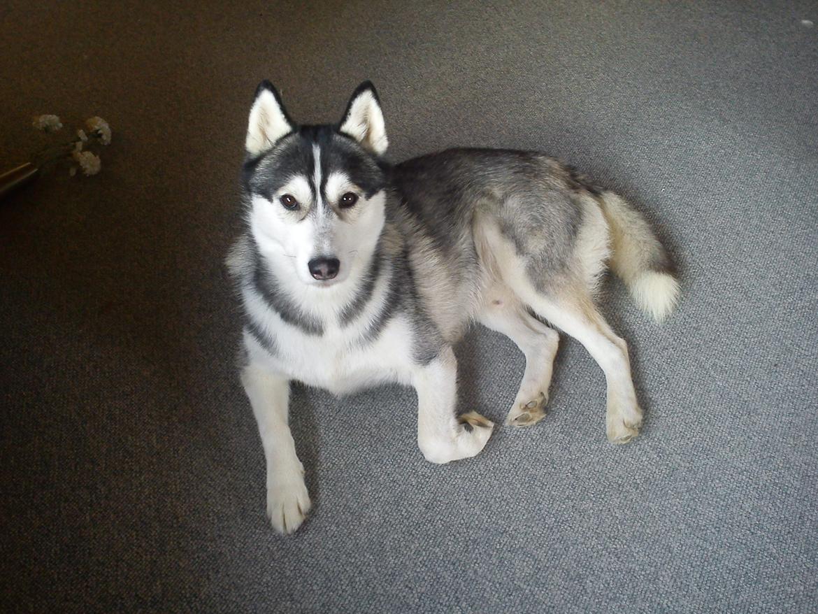 Siberian husky Kenzo - 15/1-2012 billede 7