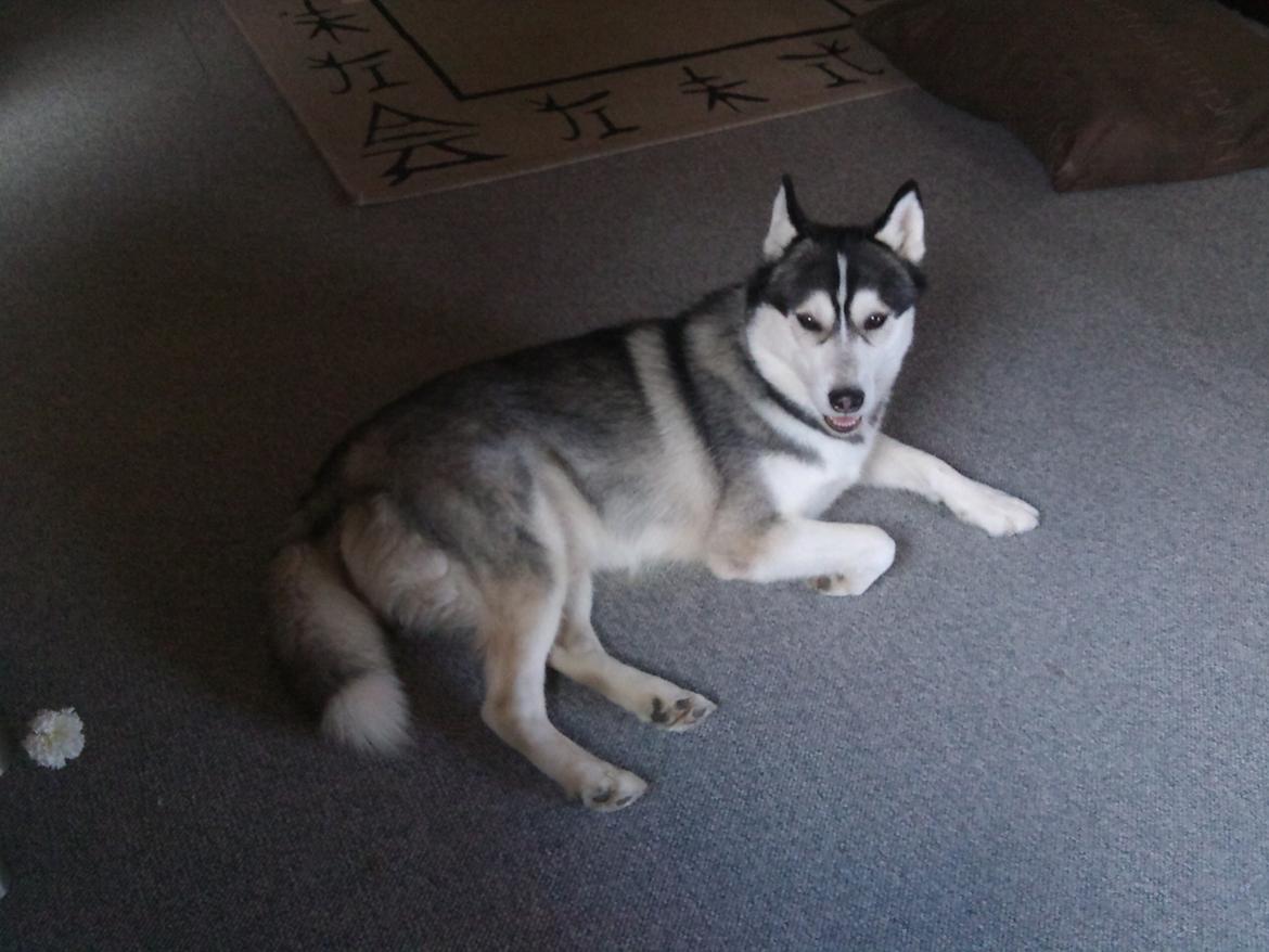 Siberian husky Kenzo - 20/1-2012 billede 6