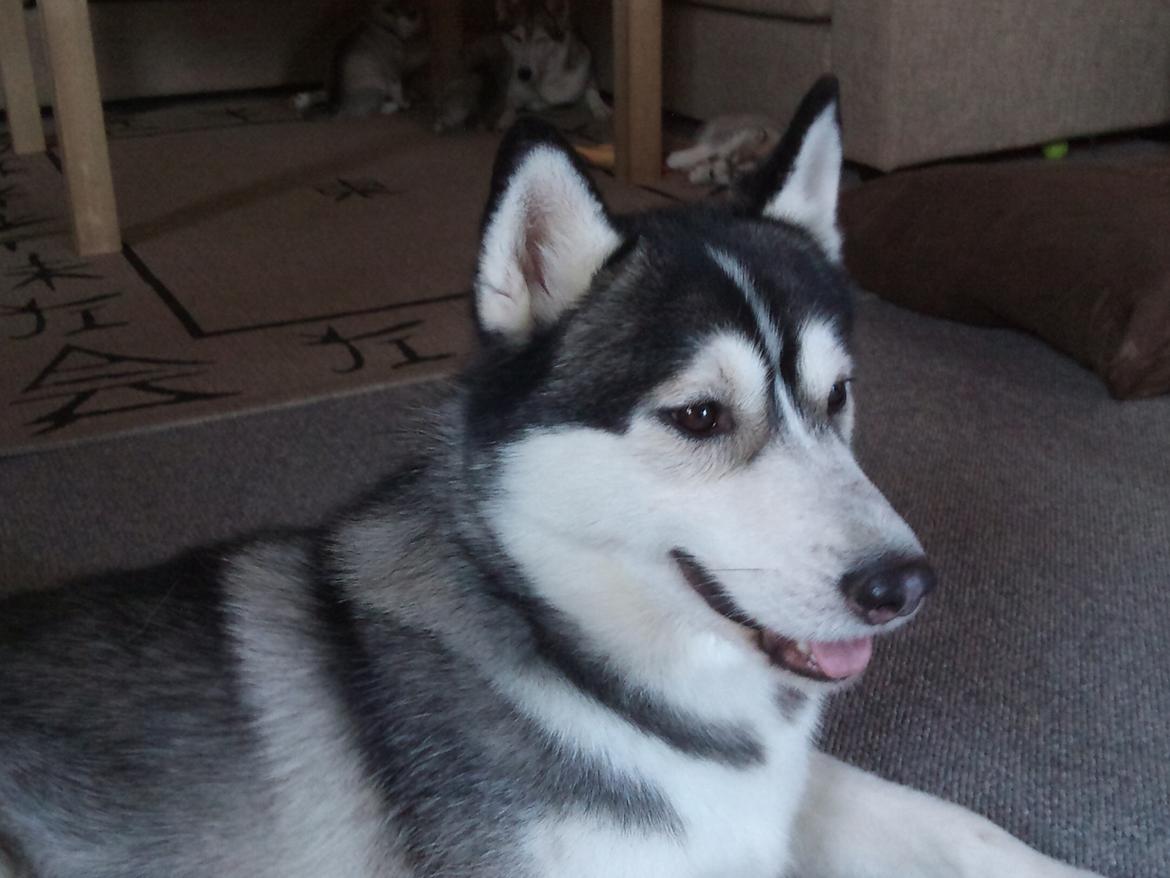 Siberian husky Kenzo - 20/1-2012 billede 4