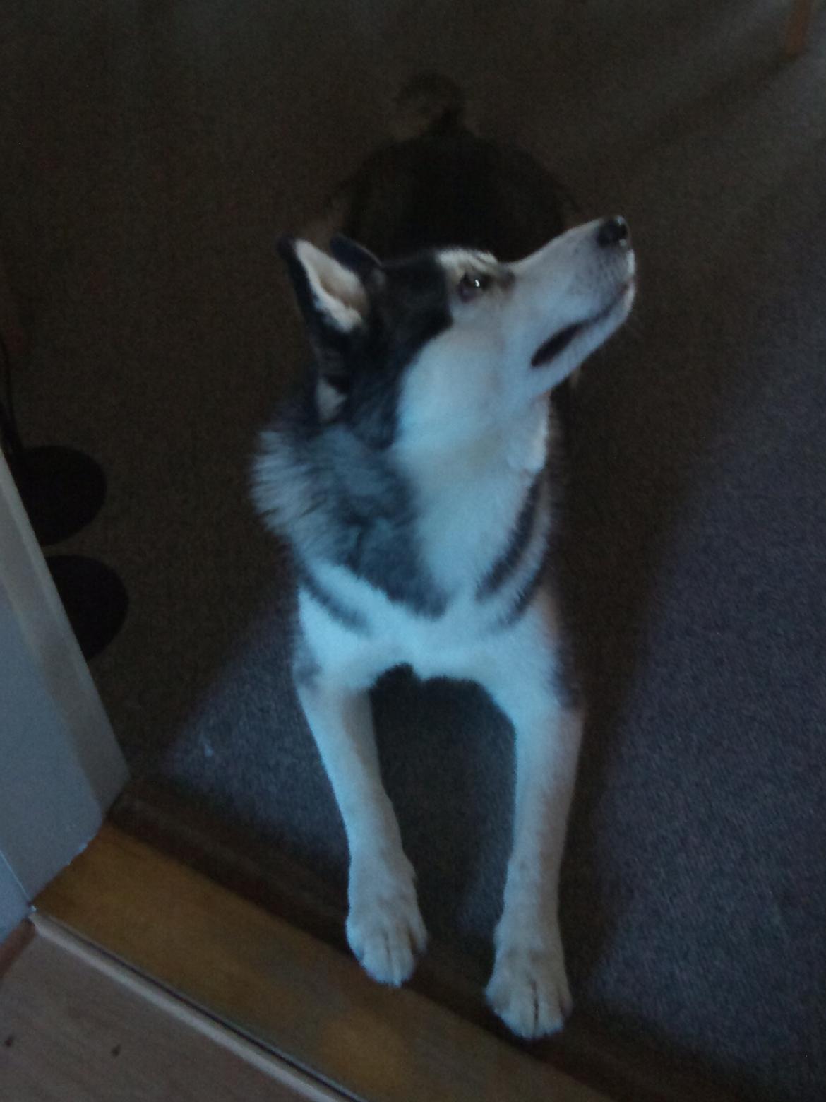 Siberian husky Kenzo - 20/1-2012 billede 5