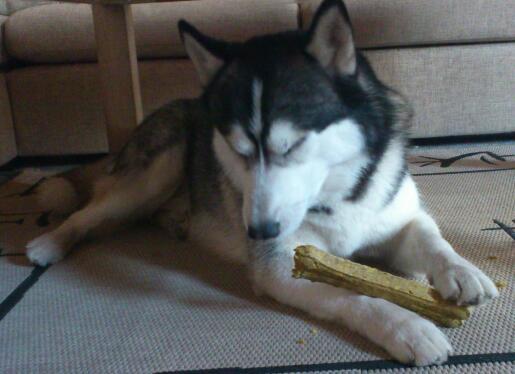 Siberian husky Kenzo billede 1