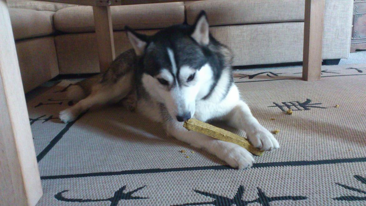 Siberian husky Kenzo billede 2