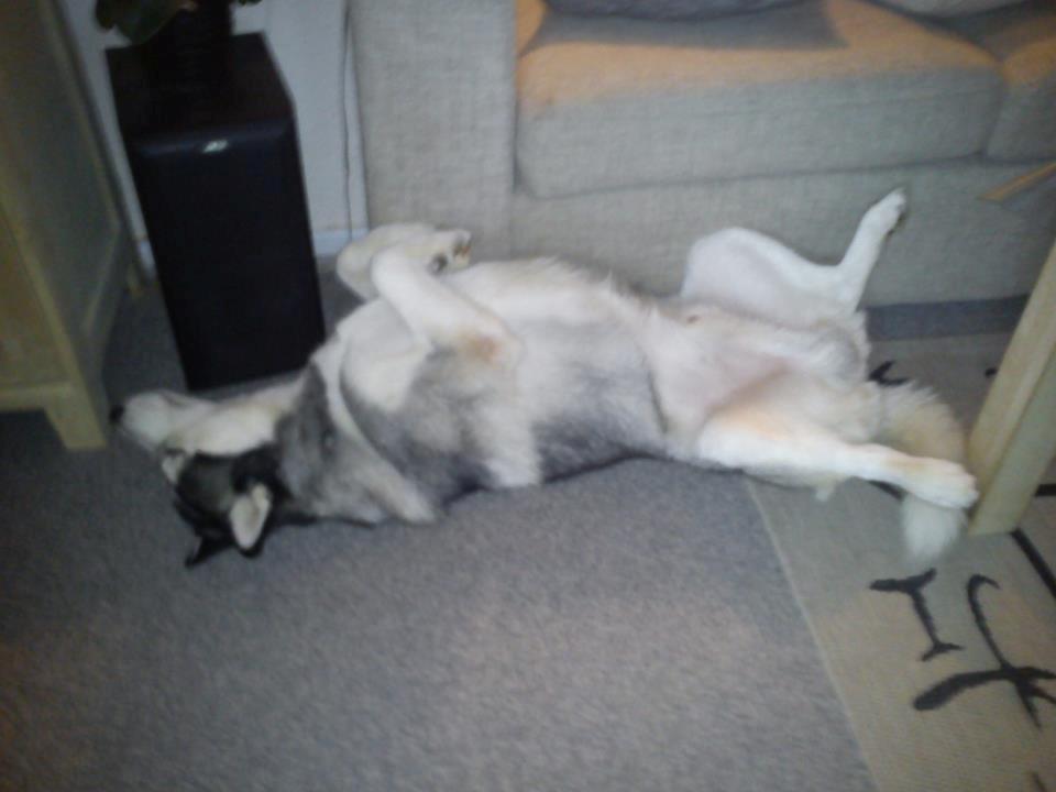 Siberian husky Kenzo - 21/1-2012 -Typisk husky sove stilling :P billede 3