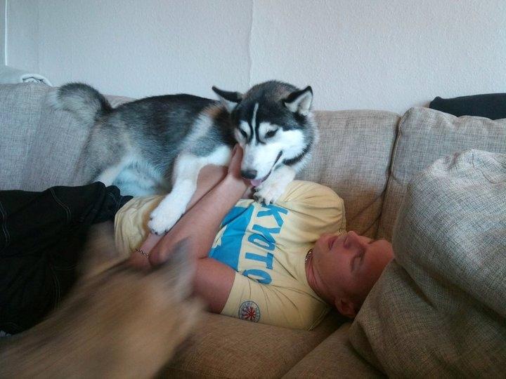 Siberian husky Kenzo - Overfalder far billede 12