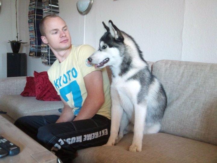 Siberian husky Kenzo billede 11