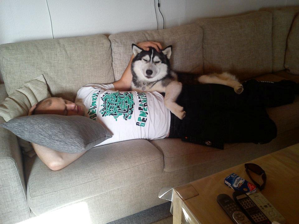 Siberian husky Kenzo - 7/10-2011 -Sofahygge med far billede 8