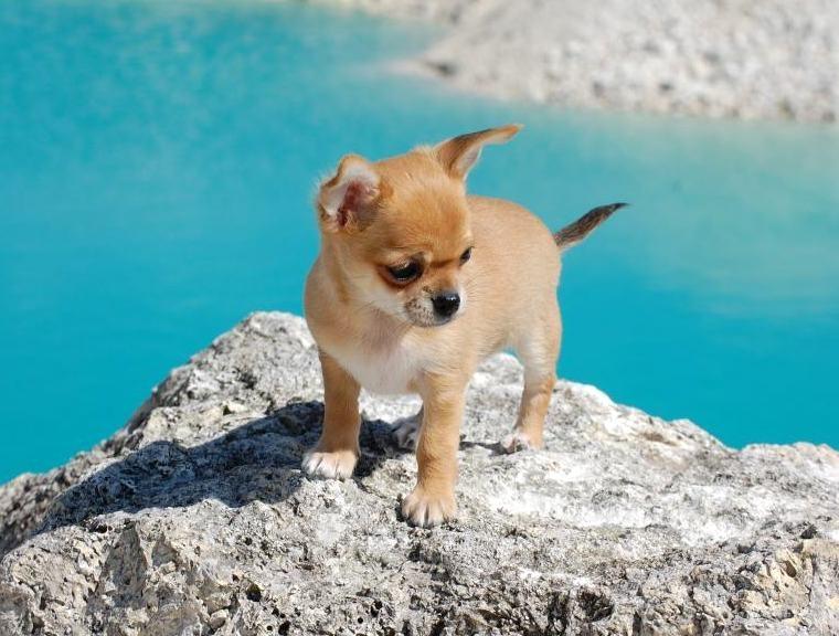 Chihuahua Chihuanas Flush of Hearts - Momo billede 28