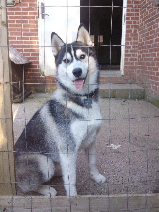 Siberian husky Kenzo billede 10