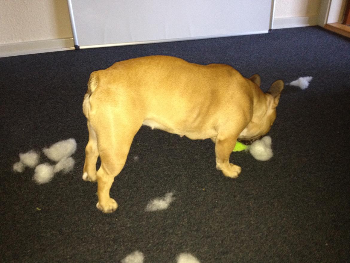 Fransk bulldog Sisse - Har ligfe fået ny bamse........ billede 7