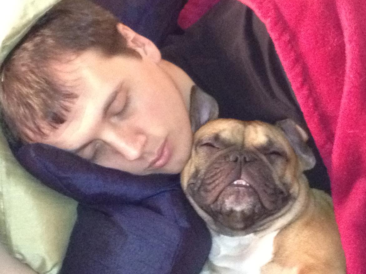 Fransk bulldog Sisse - Putter med far.. billede 8